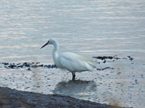 LIttle Egret