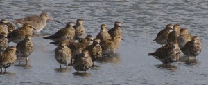 Golden Plover