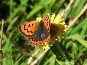 Small Copper (photo by Keith)