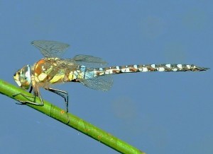 Migrant Hawker  (Photo by Keith)