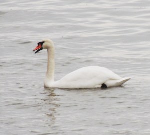 Mute Swan