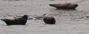 Common Seals