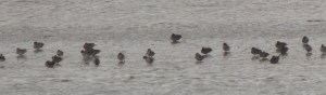 Ducks feeding on the waterline
