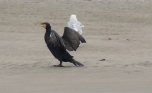 Greta Cormorant
