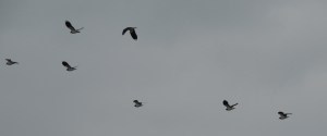 Northern Lapwings