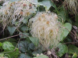 Old Man’s Beard – Clematis vitalba was much in evidence around the reserve