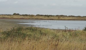Waders gathering on marsh pools