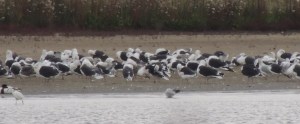 Great Black-backed Gulls at roost