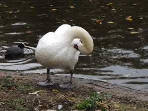 Mute Swan