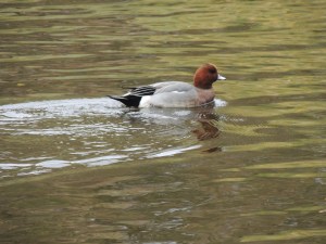 Eurasian Wigeon