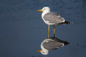 Yellow-legged Gull. Photo by Francesco Veroesi. (https://www.flickr.com/photos/francesco_veronesi/)