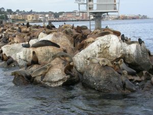 Californian Sea-Lions