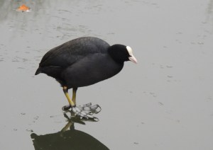 Eurasian Coot
