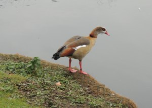 Egyptian Goose