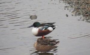 Northern Shoveler