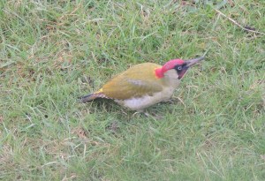 Green Woodpecker