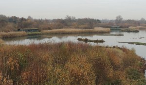 There is a Bittern in this reed-bed...... somewhere! 