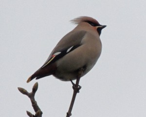 Waxwing