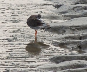 Common Redshank