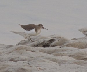 Common Sandpiper