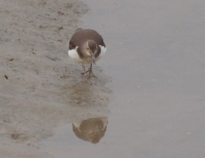 Common Sandpiper