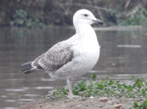 Juvenile Caspian Gull. Photo by Keith