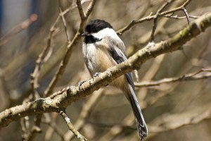 Marsh Tit. Photo by Shawn Nystrand (https://www.flickr.com/photos/the_webhamster/)