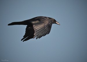 Raven. Photo by Daniel Plumer (https://www.flickr.com/photos/dlplumer/)