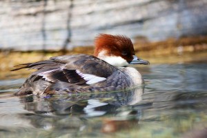 Smew (f). Photo by henry McLin (https://www.flickr.com/photos/hmclin/)