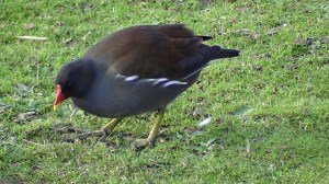 Moorhen