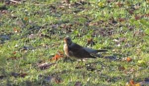 Fieldfare