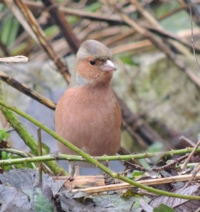 Chaffinch (m)