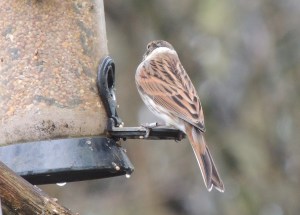 Reed Bunting (m)