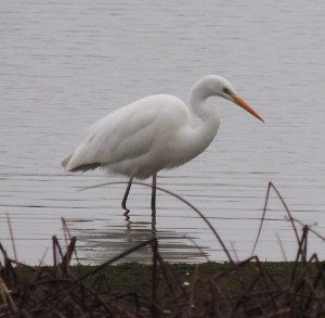 Great White Egret