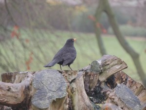Blackbird