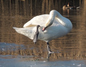 Mute Swan