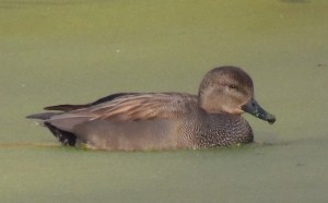 Gadwall (m)