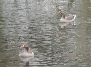 Greylag Geese