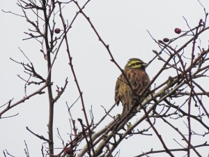Cirl Bunting