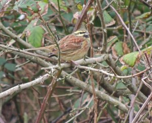 Cirl Bunting