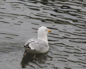 Herring Gull