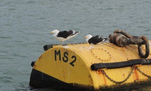 Greater Black-backed Gull