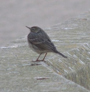 Rock Pipit