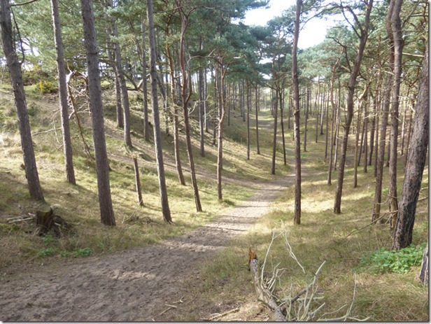 27 Formby Pinewoods