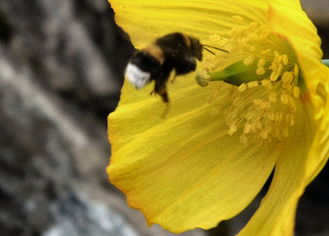 20213617908_9b9b6bc778_z