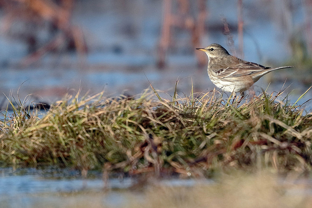 38193504815_37f0261f84_z