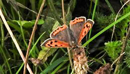 small copper-3