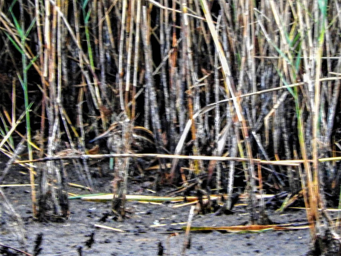 44088715_2265607277005759_2751563784500805632_n-2